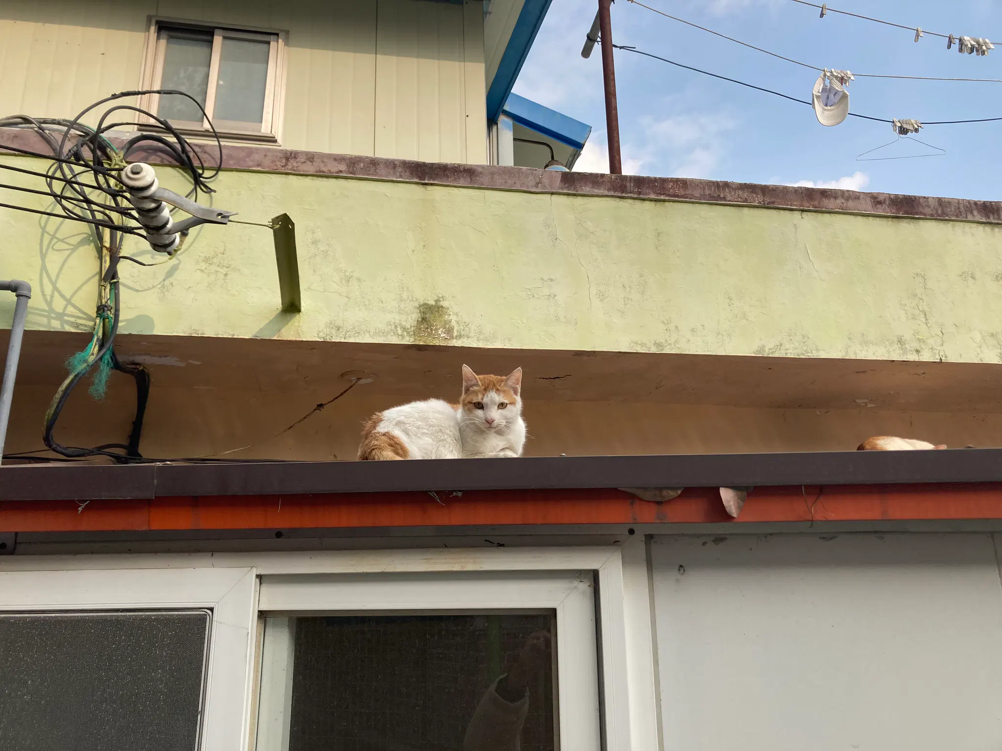 지붕 위에 고양이가 앉아 있다.